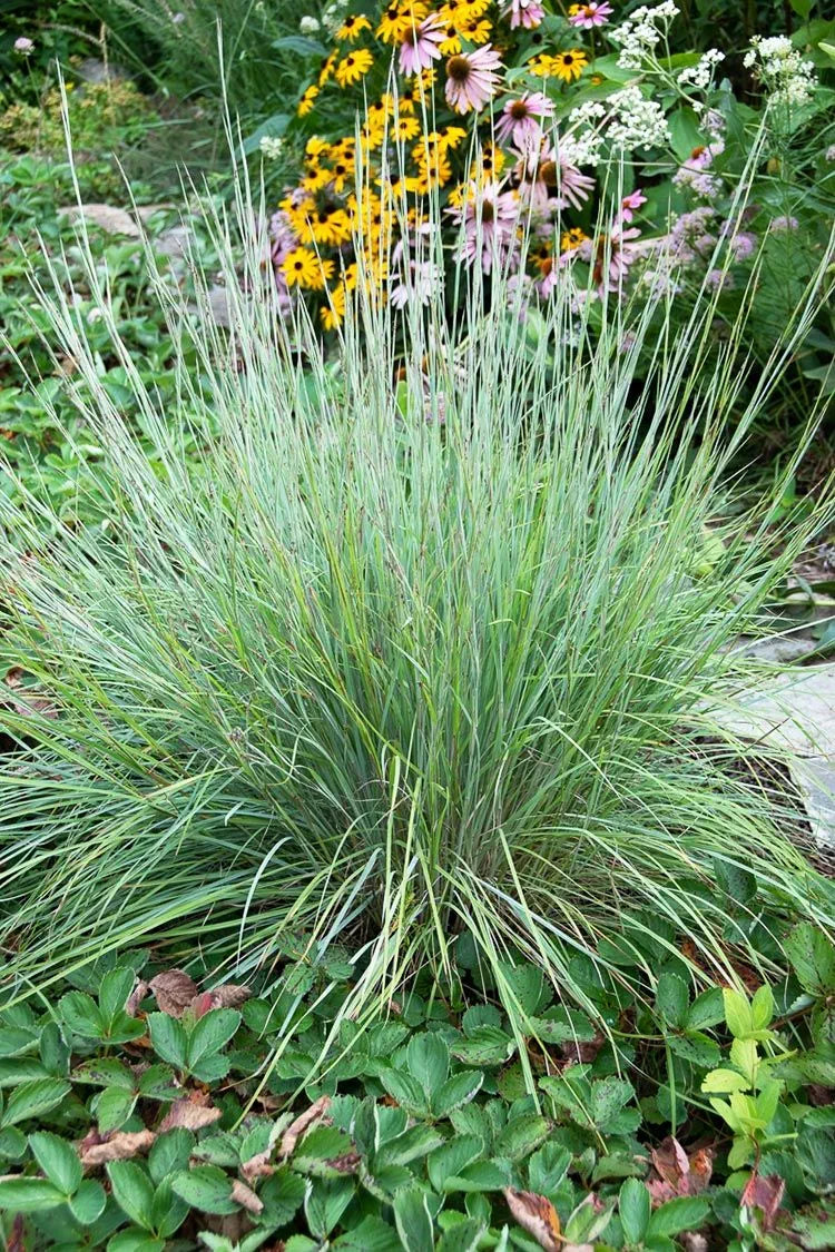 Little Bluestem Grass - Schizachyrium scoparium