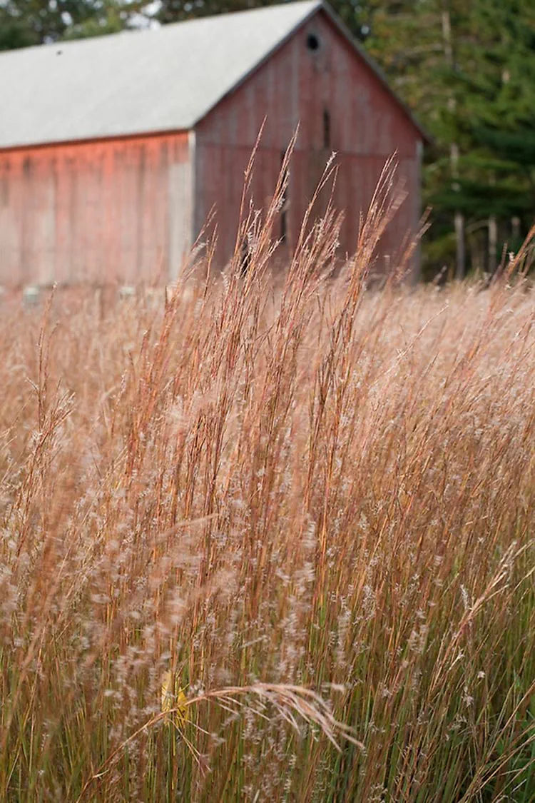 Little Bluestem Grass - Schizachyrium scoparium