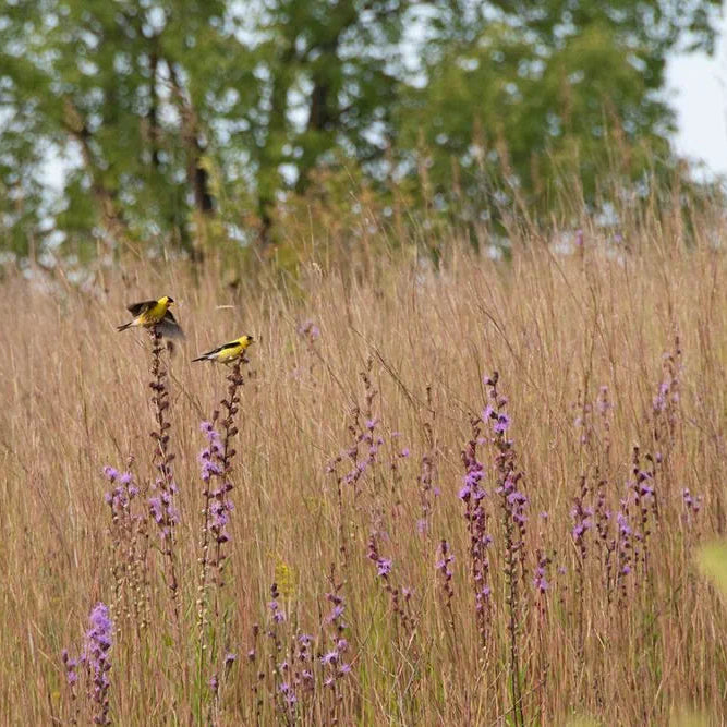 Little Bluestem Grass - Schizachyrium scoparium