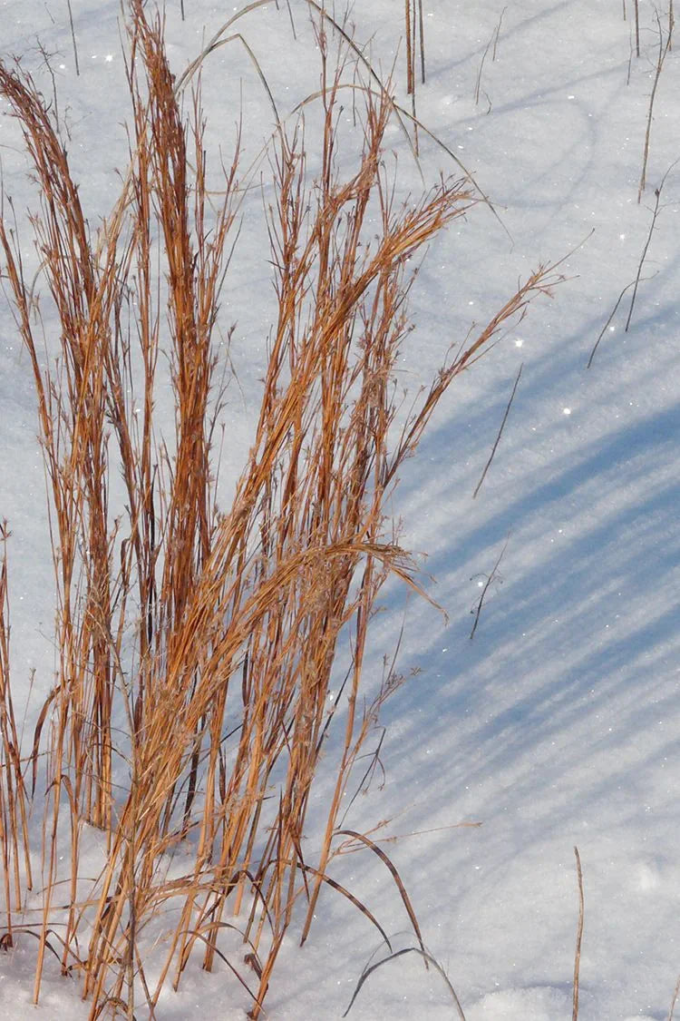Little Bluestem Grass - Schizachyrium scoparium