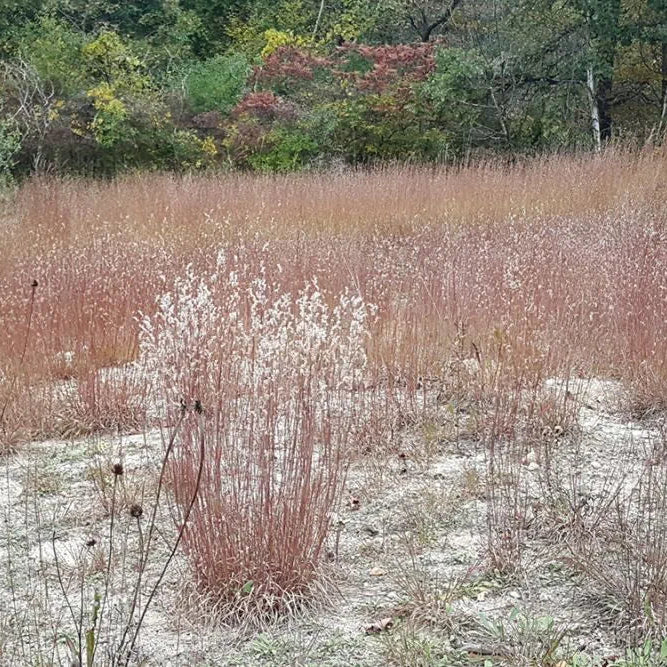 Little Bluestem Grass - Schizachyrium scoparium