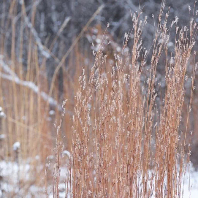 Little Bluestem Grass - Schizachyrium scoparium