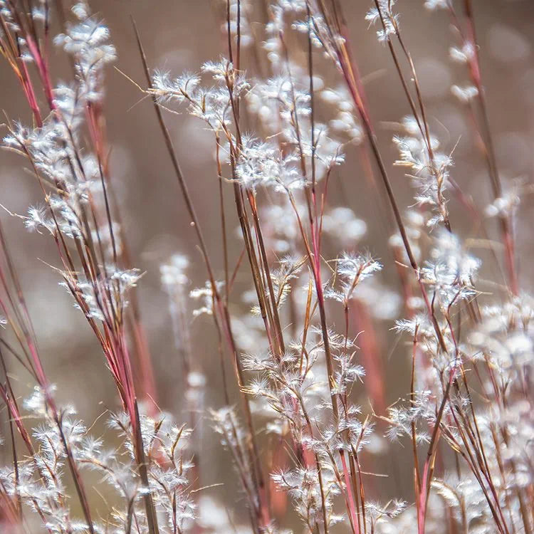 Little Bluestem Grass - Schizachyrium scoparium