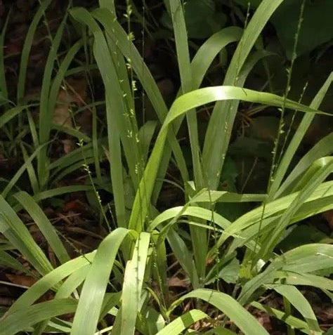 Longleaf Wood Oats - Chasmanthium sessiliflorum