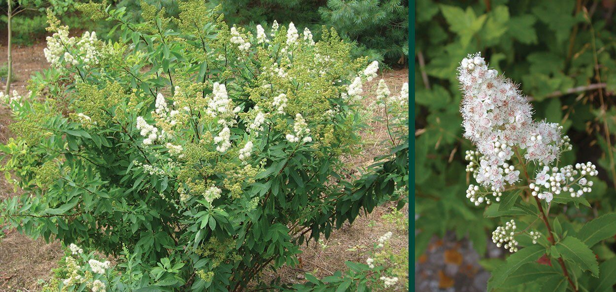 White / Narrowleaf Meadowsweet - Spirea alba