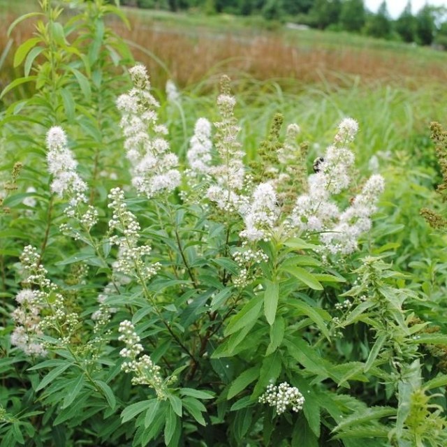 White / Narrowleaf Meadowsweet - Spirea alba