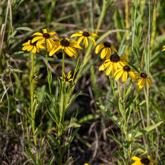 Missouri Coneflower - Rudbeckia missouriensis
