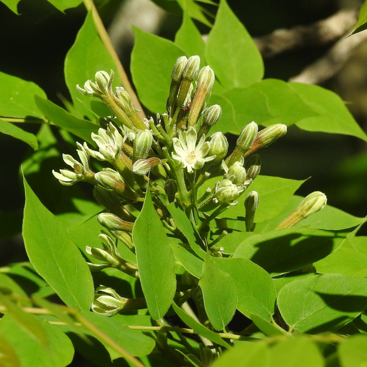 Kentucky Coffee Tree - Gymnocladus dioicus