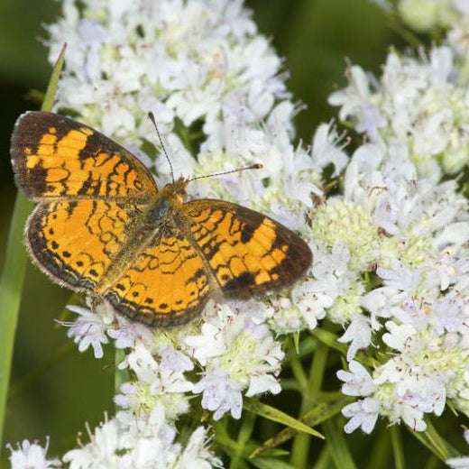 Slender / Narrow-Leaved Mountain Mint - Pycnanthemum tenuifolium