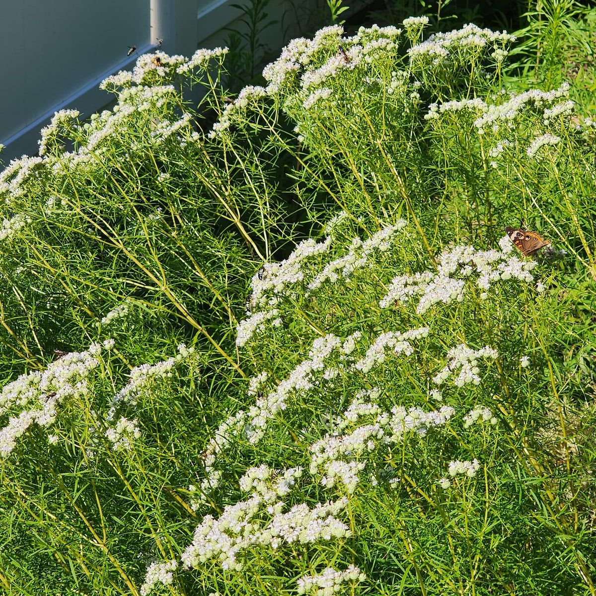 Slender / Narrow-Leaved Mountain Mint - Pycnanthemum tenuifolium