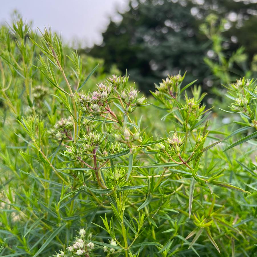 Slender / Narrow-Leaved Mountain Mint - Pycnanthemum tenuifolium