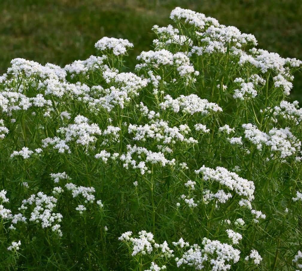 Slender / Narrow-Leaved Mountain Mint - Pycnanthemum tenuifolium