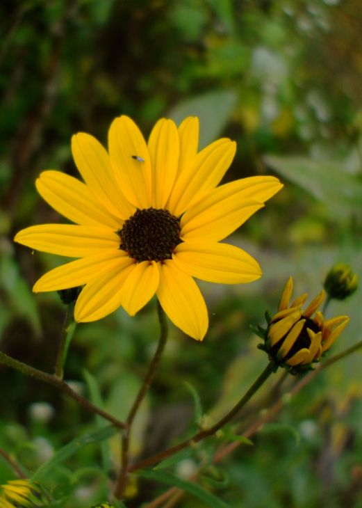 Swamp / Narrowleaf Sunflower - Helianthus angustifolius