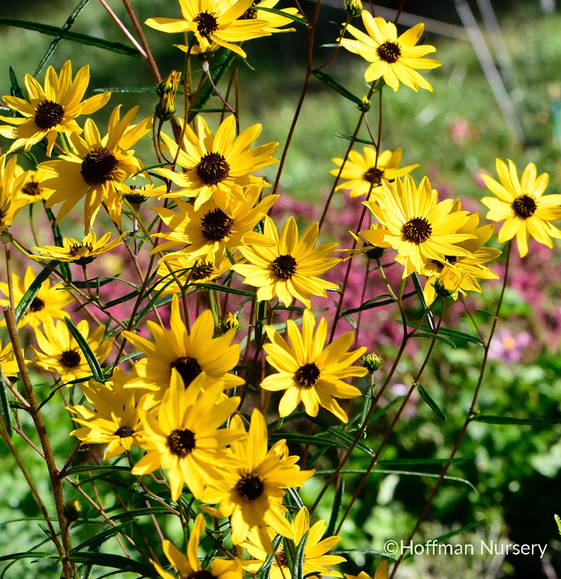 Swamp / Narrowleaf Sunflower - Helianthus angustifolius