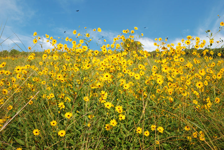 Swamp / Narrowleaf Sunflower - Helianthus angustifolius