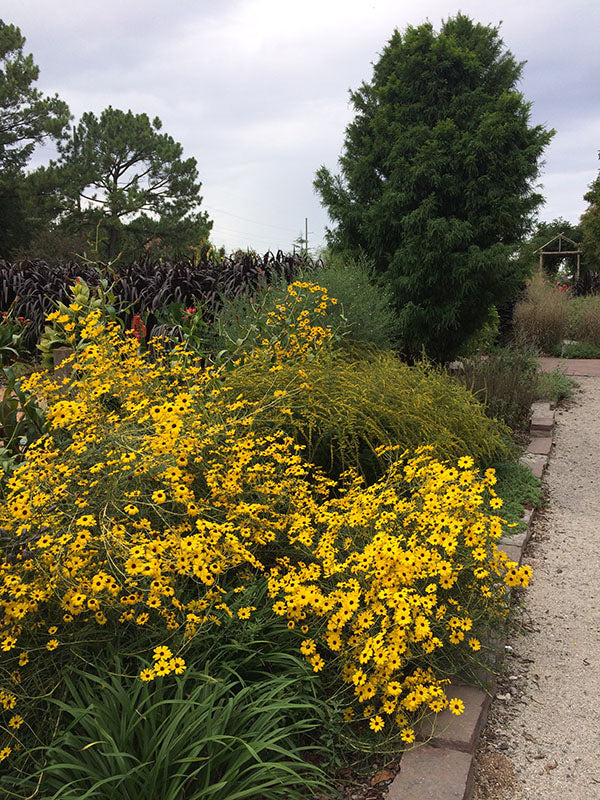 Swamp / Narrowleaf Sunflower - Helianthus angustifolius