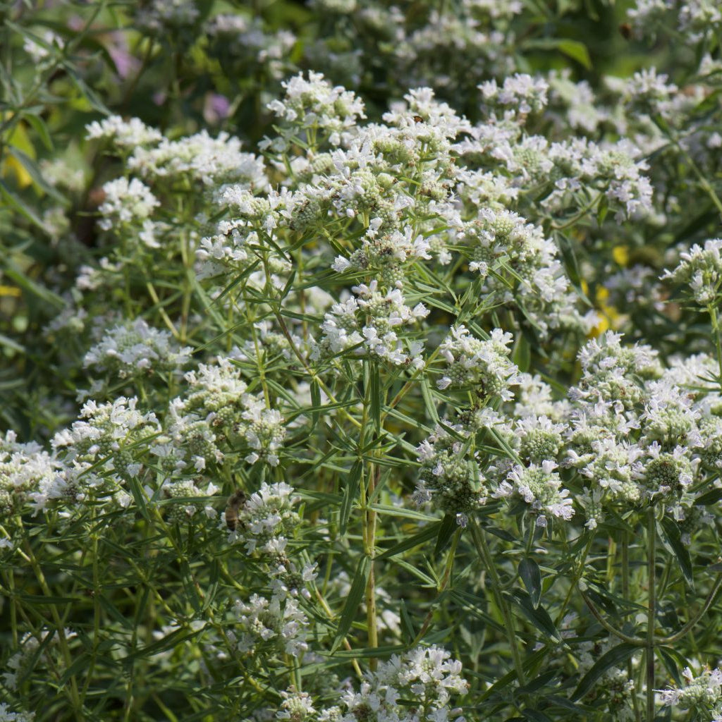 Slender / Narrow-Leaved Mountain Mint - Pycnanthemum tenuifolium