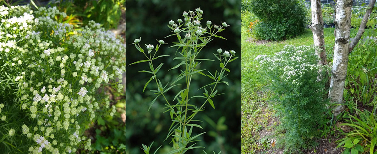 Slender / Narrow-Leaved Mountain Mint - Pycnanthemum tenuifolium