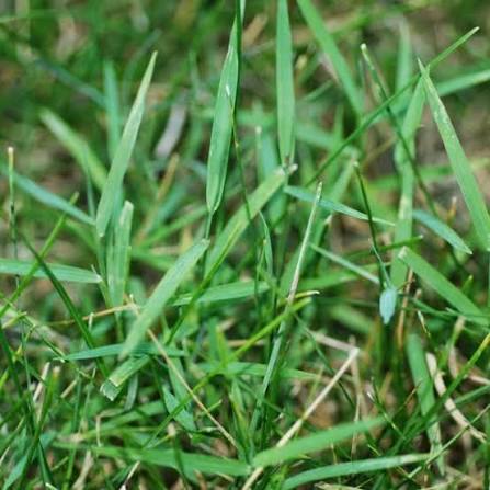 Nimblewill - Muhlenbergia schreberi