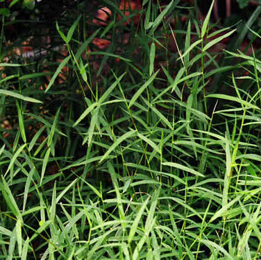 Nimblewill - Muhlenbergia schreberi