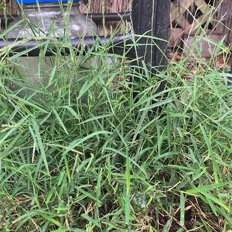Nimblewill - Muhlenbergia schreberi