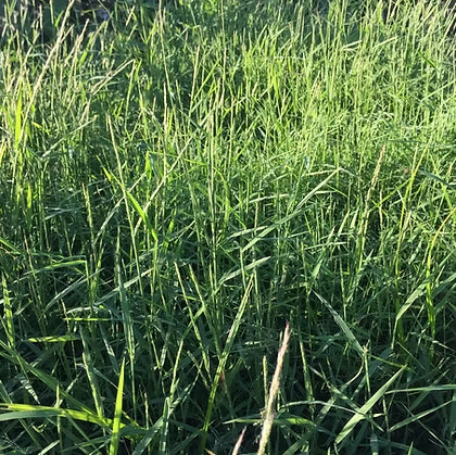 Nimblewill - Muhlenbergia schreberi