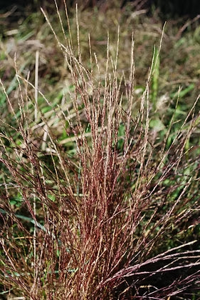Nimblewill - Muhlenbergia schreberi