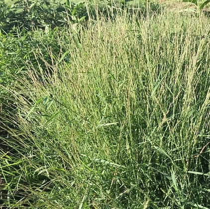 Nimblewill - Muhlenbergia schreberi
