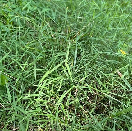 Nimblewill - Muhlenbergia schreberi
