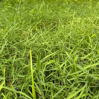 Nimblewill - Muhlenbergia schreberi