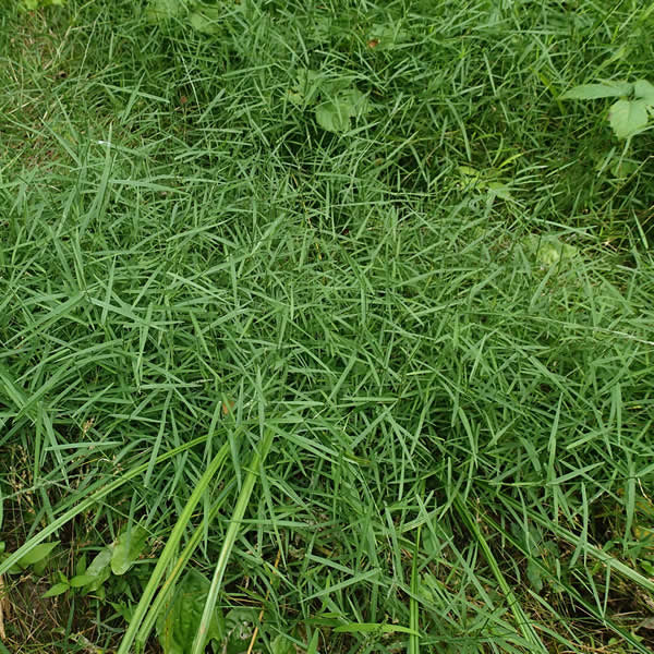 Nimblewill - Muhlenbergia schreberi