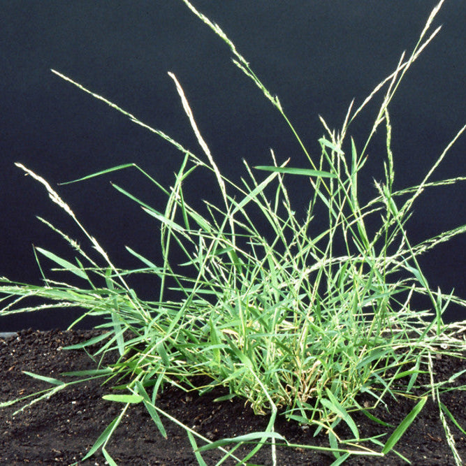 Nimblewill - Muhlenbergia schreberi