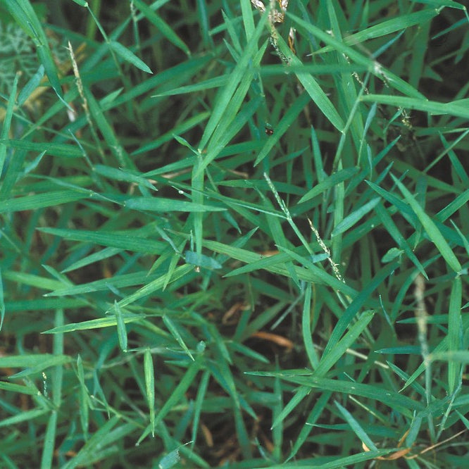 Nimblewill - Muhlenbergia schreberi