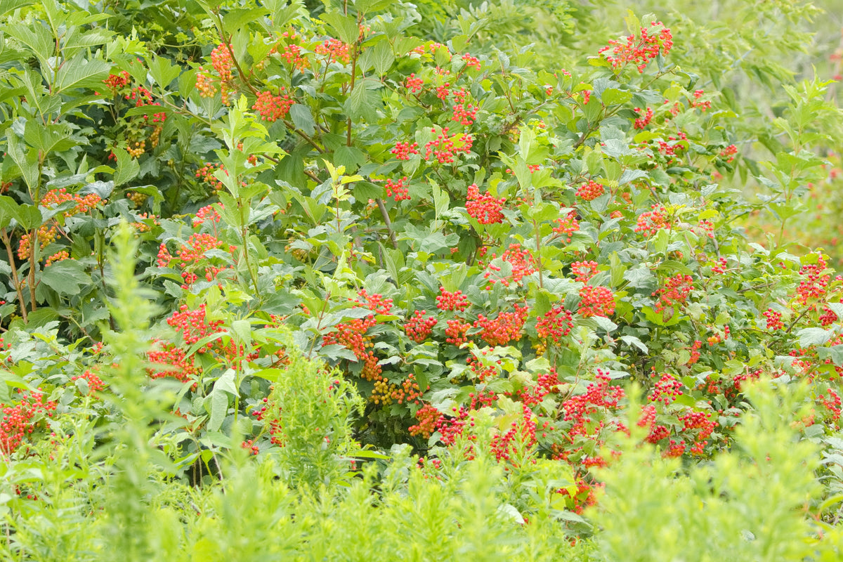 Common / Prairie Ninebark - Physocarpus opulifolius