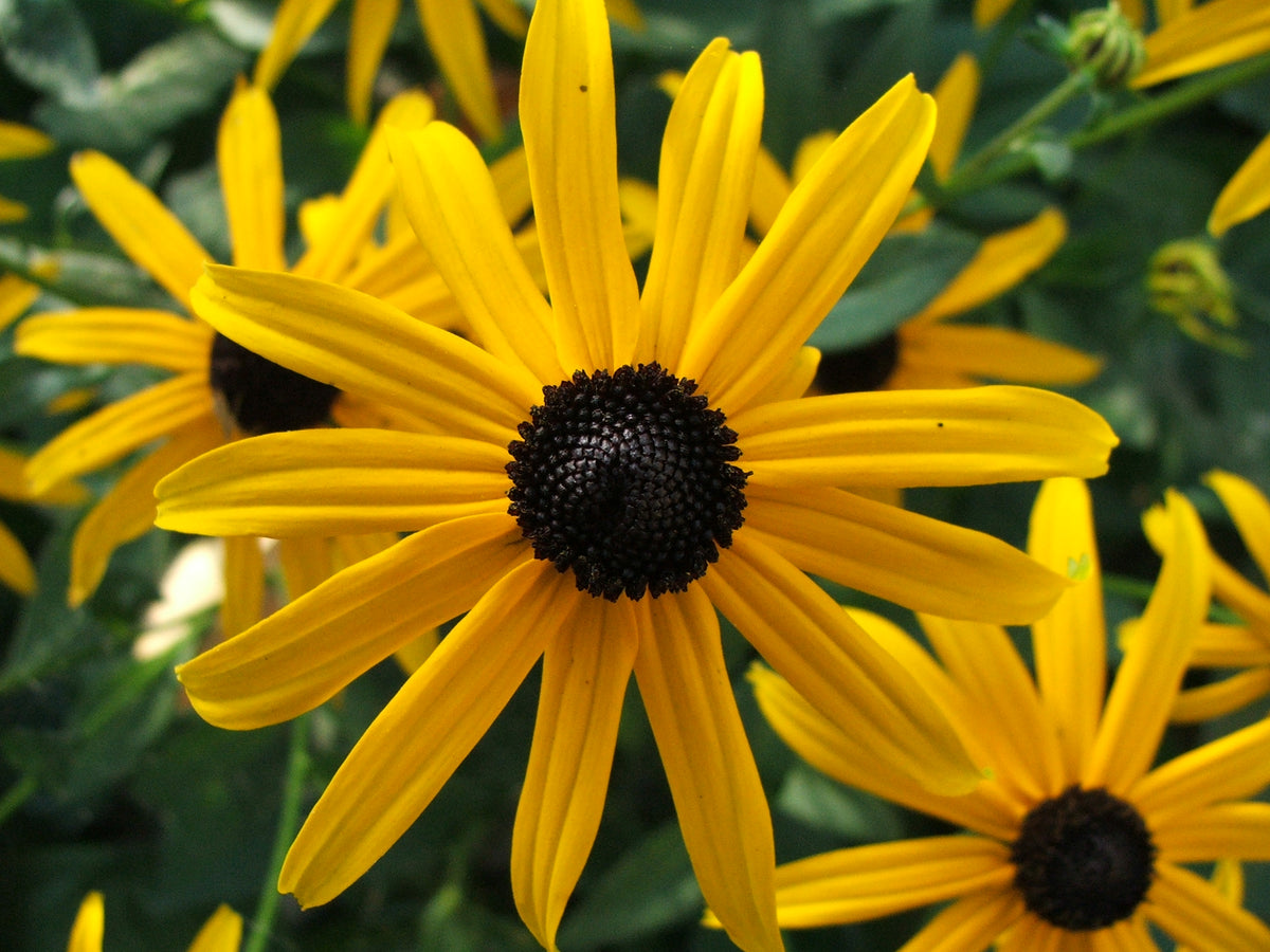 Orange Coneflower - Rudbeckia fulgida