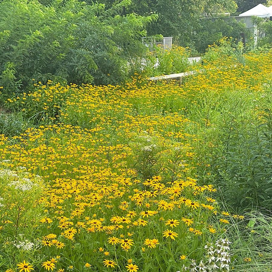 Orange Coneflower - Rudbeckia fulgida