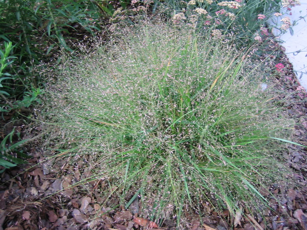 Purple Love Grass - Eragrostis pectinacea