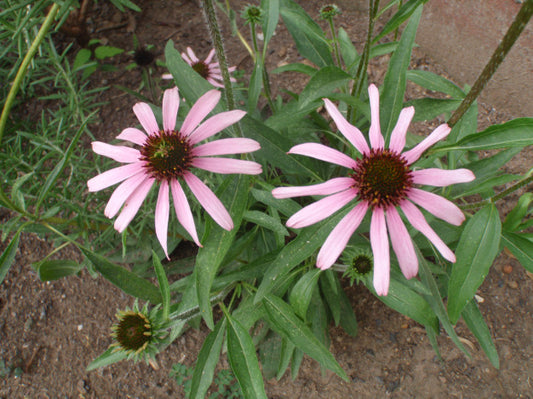 Tennessee Conefiower - Echinacea tennesseensis