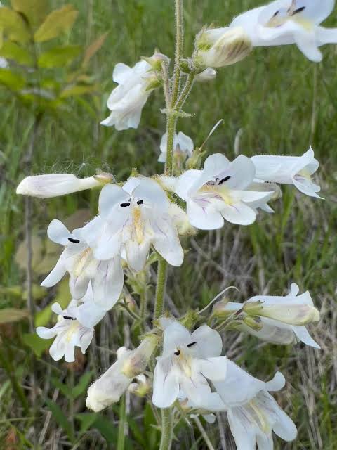 Pale Beardtongue - Penstemon pallidus