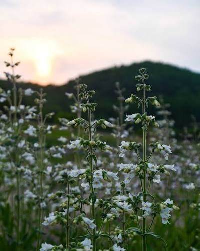 Pale Beardtongue - Penstemon pallidus
