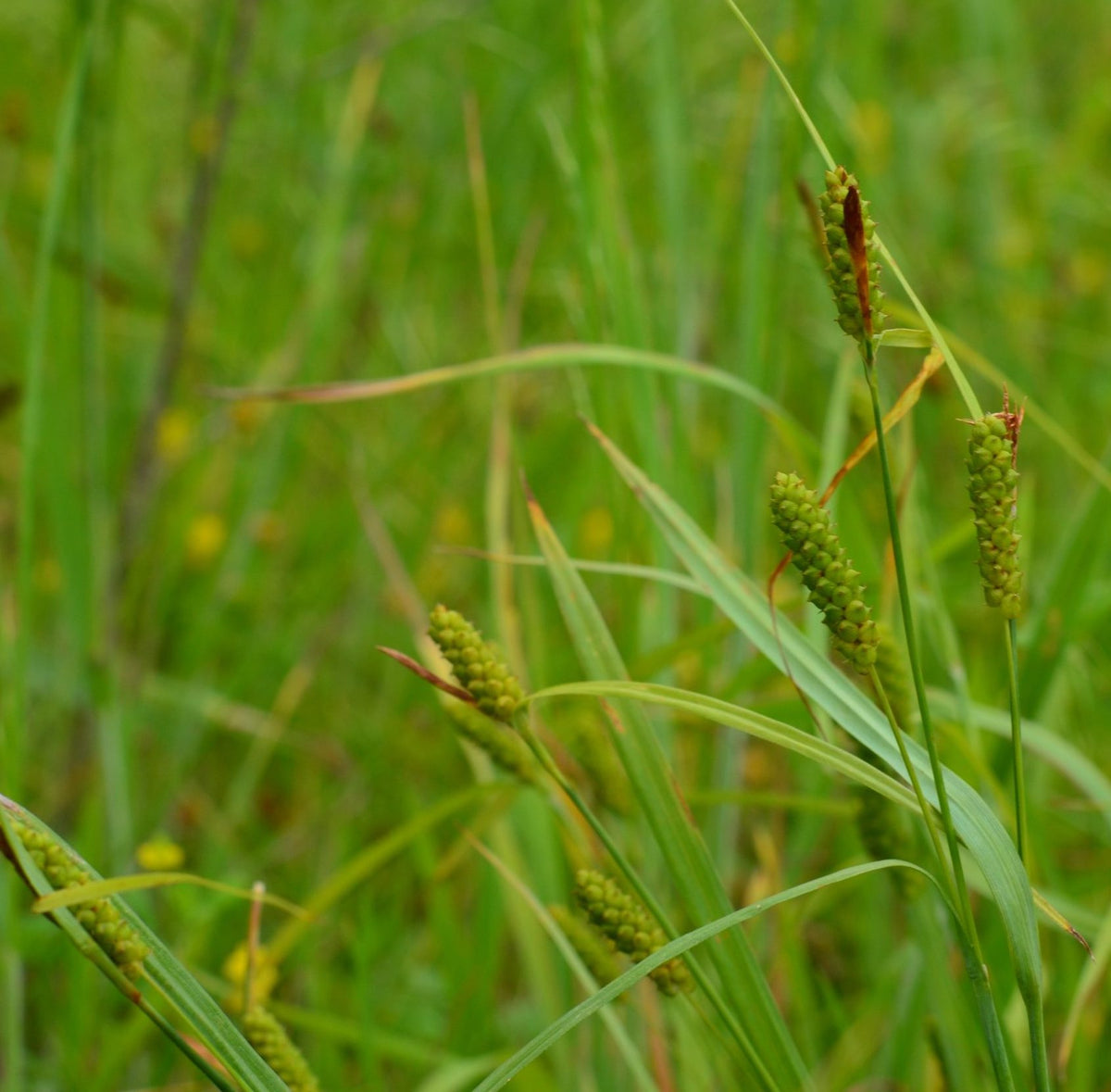Plains Oval Sedge (Shortbeak Sedge) - Carex brevior