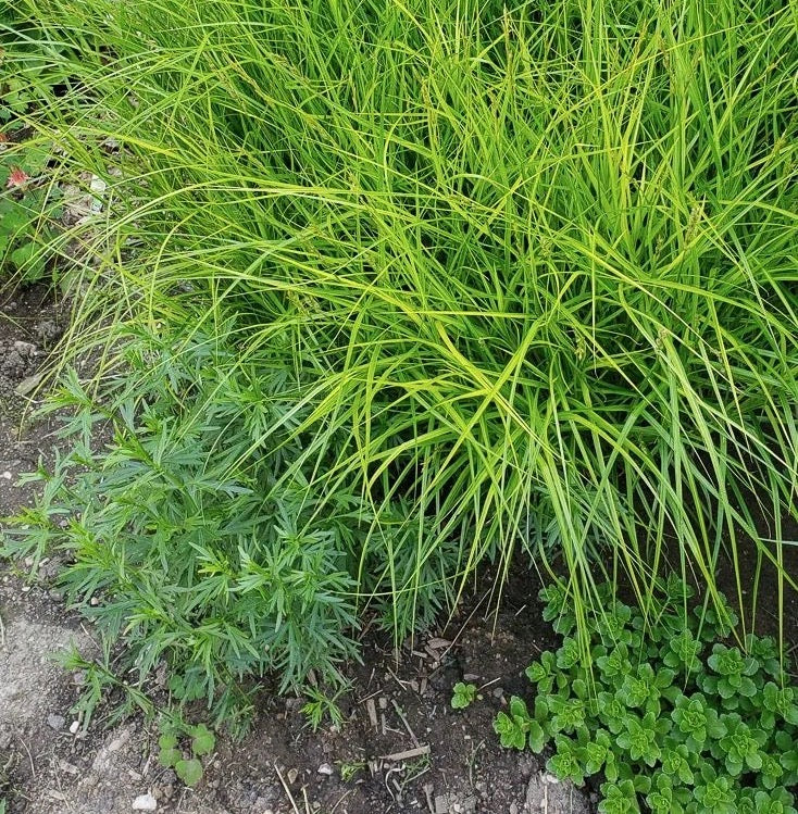 Palm Sedge - Carex muskingumensis