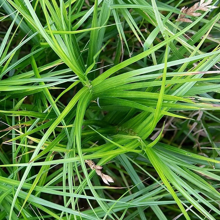 Palm Sedge - Carex muskingumensis