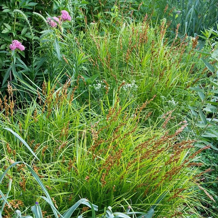 Palm Sedge - Carex muskingumensis