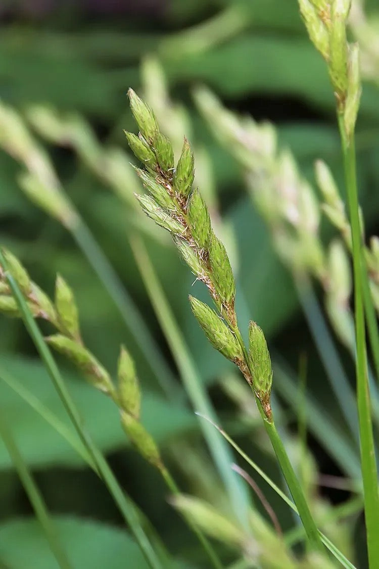 Palm Sedge - Carex muskingumensis