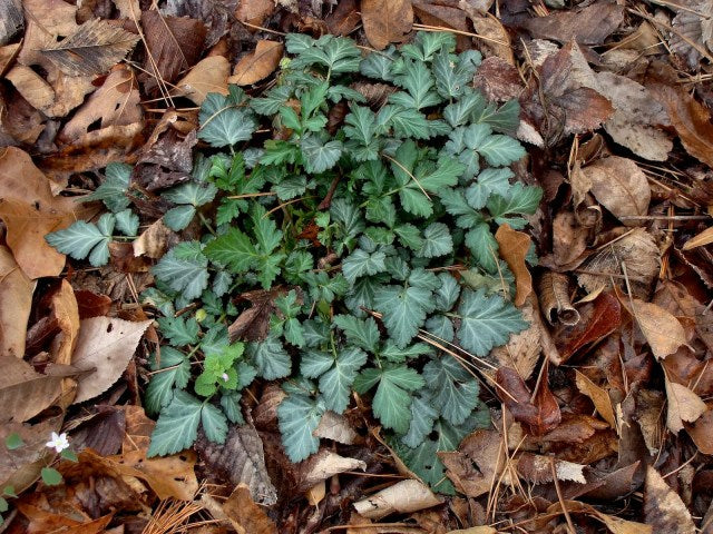White Avens - Geum canadense
