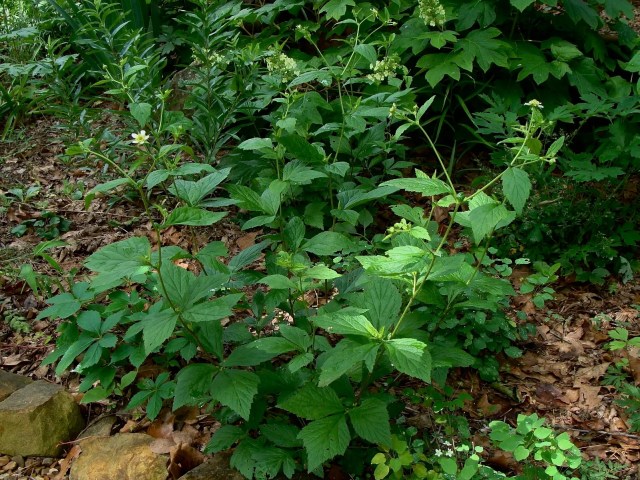 White Avens - Geum canadense