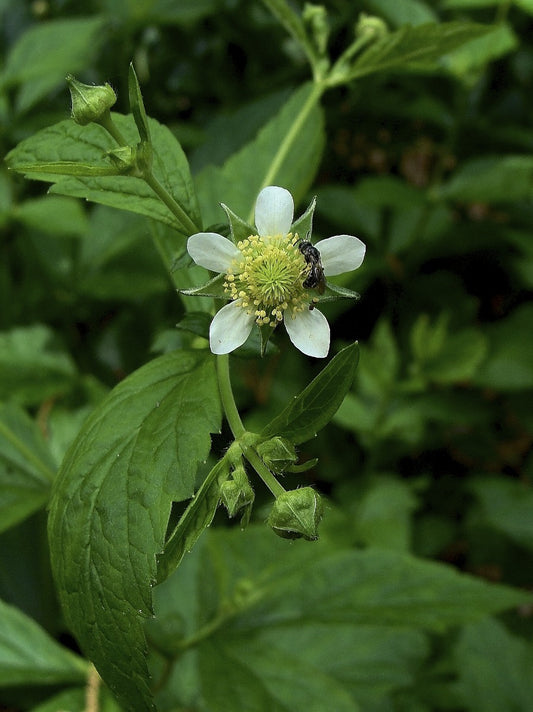 White Avens - Geum canadense