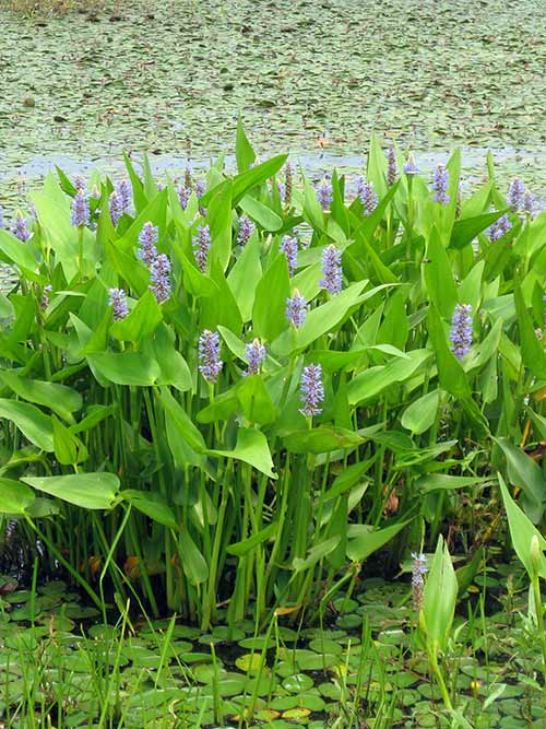 Pickerelweed - Pontederia cordata