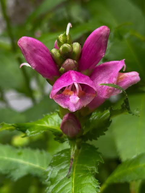 Pink Turtlehead - Chelone obliqua